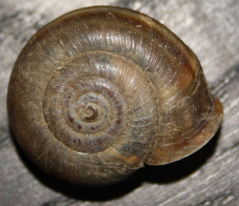 chilostoma da Trieste